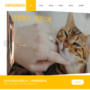 宠物运输
